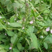 四川宏益生物 深耕植物提取，驅動大健康產(chǎn)業(yè)創(chuàng)新