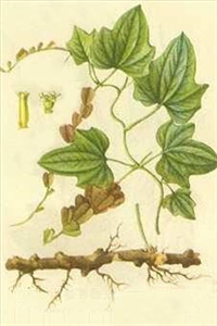 植物提取物研發(fā) 從自然中汲取健康與創(chuàng)新的源泉