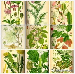 植物提取物是食品添加劑還是食品？深度解析其身份與研發(fā)意義