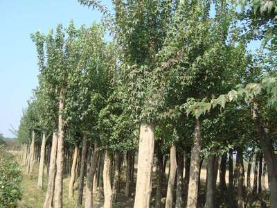 大量供應(yīng) 烏桕樹(shù) 落葉喬木土壤的適應(yīng)性較強(qiáng)工程綠化苗木批發(fā)