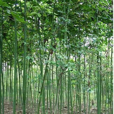 綠化苗28 -福建興輝苗木 產(chǎn)品展示(福建紅繡球、福建興輝苗木 、紅葉石蘭)-金泉網(wǎng)