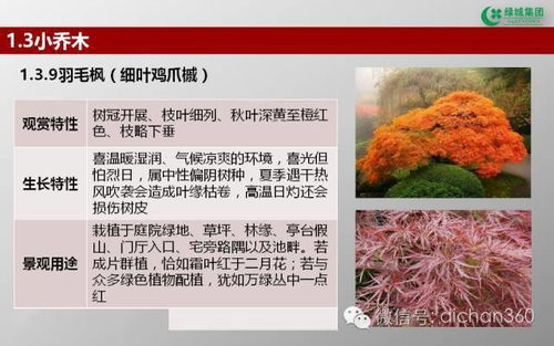 綠城集團(tuán)園林軟景苗木圖譜