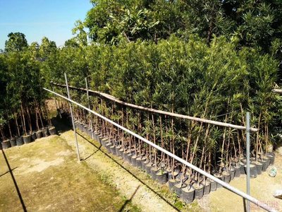 【羅漢松培養基地、羅漢松小苗直銷、質優價廉】綠化苗木,價格,廠家,供應商,花木,龍海市東泗興輝園藝場 - 產品庫