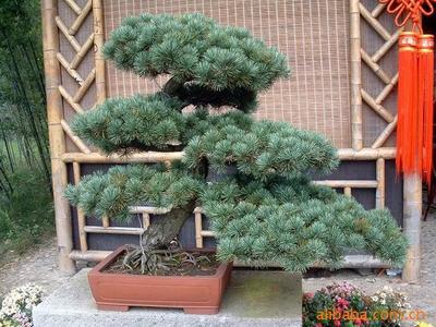 【綠化設計圖中的喬木與灌木之分】價格、產品供應,綠化設計圖中的喬木與灌木之分廠家批發-1024商務網