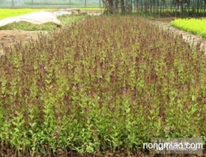 批發(fā)紅葉女貞,紅葉女貞苗,紅葉女貞球,紅頭女貞 竹類圖片及價(jià)格 沭陽(yáng)縣好景園林綠化苗木場(chǎng)