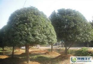 大量0精品苗木--桂花樹_農(nóng)副產(chǎn)品_世界工廠網(wǎng)中國(guó)產(chǎn)品信息庫(kù)