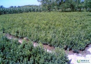 批發(fā)銷售綠化苗木小葉黃楊_農副產品_世界工廠網中國產品信息庫