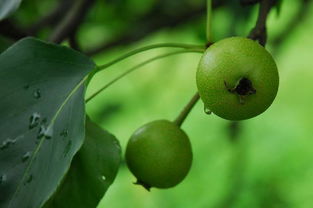 北方山梨 批發(fā)河北山梨 河北光輝苗木供應基地