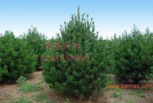 天津衛(wèi)矛球行情 想要易成活的苗木就來增盛苗木,天津衛(wèi)矛球行情 想要易成活的苗木就來增盛苗木生產廠家,天津衛(wèi)矛球行情 想要易成活的苗木就來增盛苗木價格