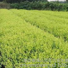 扶芳藤金葉女貞價格 扶芳藤金葉女貞批發(fā) 扶芳藤金葉女貞廠家 