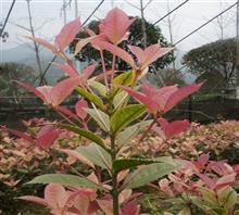 【南京新產品五彩桂花苗、鴻林苗木(圖)、五彩桂花圖片】價格,廠家,圖片,工程承包,常州鴻林苗木專業(yè)合作社chun銷售部-中國行業(yè)信息網