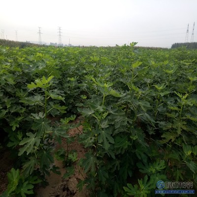 【無(wú)花果廠家耐濕耐寒耐瘠薄中農(nóng)矮生無(wú)花果苗】泰安高新區(qū)旺運(yùn)苗木中心 - 產(chǎn)品庫(kù)