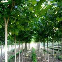 2021綠化苗木價(jià)格 報(bào)價(jià) 綠化苗木批發(fā) 第28頁(yè) 園林網(wǎng)