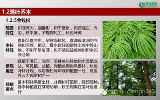 綠城集團(tuán)園林軟景苗木圖譜 全套