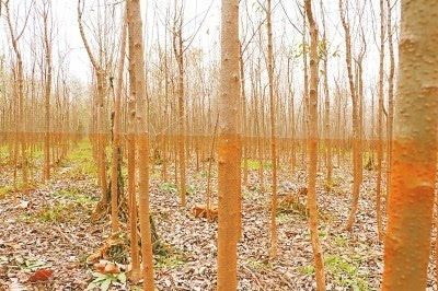 地方政府扶持行洪區(qū)種樹(shù) 泄洪后導(dǎo)致萬(wàn)畝苗木枯死