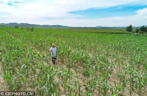 看圖 內(nèi)蒙古巴林左旗 小笤帚 掃 出大市場
