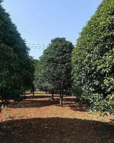 恭喜武漢美景匯苗木專業(yè)合作社入駐苗木通平臺 致力精品苗木發(fā)展