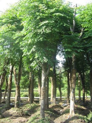 北京欒樹價(jià)格_北京欒樹產(chǎn)地_北京欒樹綠化苗木苗圃基地