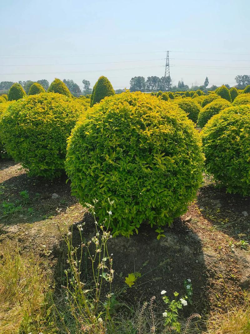 金冠女貞球,塔,柱型低價出售#現場實拍 #苗木種植基地 #歡