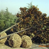 批發(fā)廣玉蘭樹苗 玉堂春 綠化苗木 喬木 白玉蘭 廣玉蘭 行道樹指導(dǎo)價 批發(fā)廣玉蘭樹苗 玉堂春 綠化苗木 喬木 白玉蘭 廣玉蘭 行道樹廠商 批發(fā)廣玉蘭樹苗