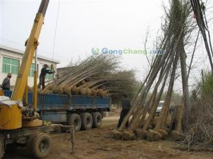 供應山東25公分優(yōu)質銀杏苗木,承包小區(qū)綠化工程,各種綠化苗木,山東夢強銀杏基地_安全防護_世界工廠網(wǎng)中國產(chǎn)品信息庫