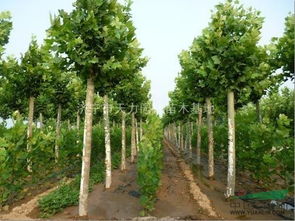 國(guó)槐 山東國(guó)槐 國(guó)槐特價(jià)苗 山東濟(jì)寧綠色苗木基地 15265797998