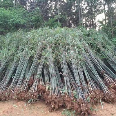 批發采購四季竹_苗木產品圖片