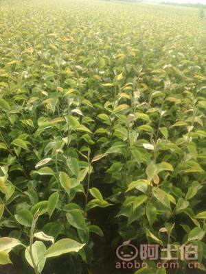 占地棗樹市場解析：2018年價格、產地與供應商概覽