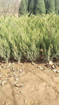 定州市盛大園林苗木基地入駐苗木通平臺，致力精品苗木發展