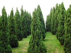 青州綠化苗木 選購優質綠化苗木，首選聚寶花卉苗木