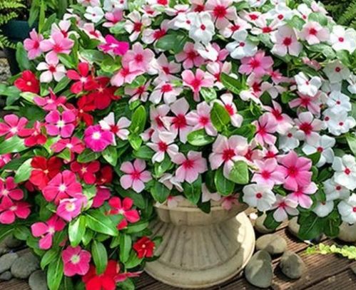 花期超長的4種花卉，一開花就是大半年，還好養